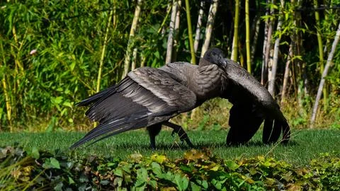 Black vulture sitting on the grass with open wings Stock Photos