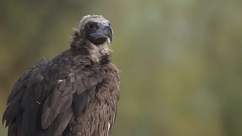 Black vulture spending time on its branch Stock Footage 117223091