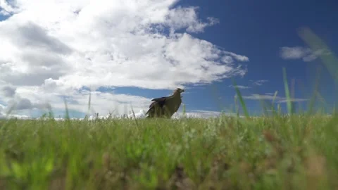 Black vulture standing on meadow ground in fresh green grass - Isolated Vulture Stock Footage 339825581