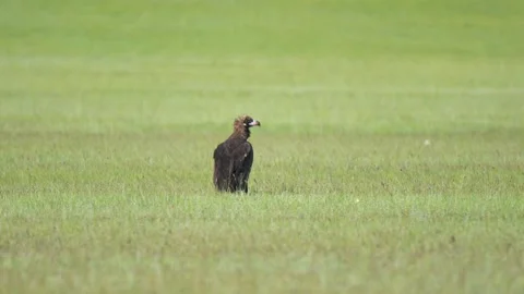 Black vulture standing on meadow ground in fresh green grass - Grassy Plain Video stock 339826372
