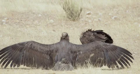 Black vulture sunbathing while another black vulture eats carrion in a summer Vídeo Stock 307924291