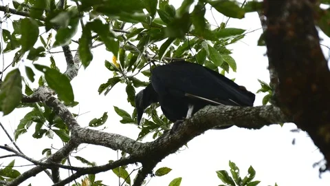 Black vulture in tree Stock Footage 126726369