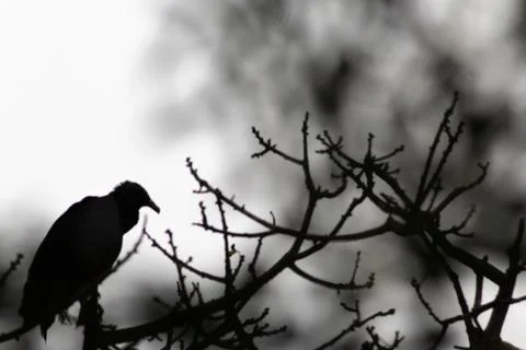 Black vulture on tree Stock Photos