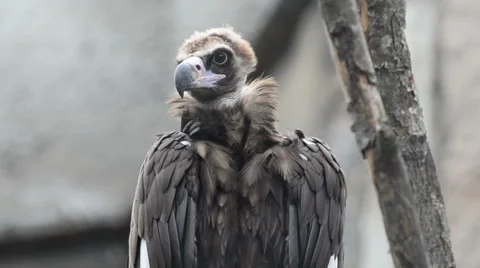 Black vulture watching Stock Footage 65067729
