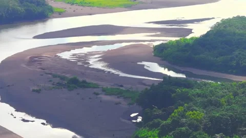 Black Vultures Chasing Each Other Over Tambopata River at Sunset, Telephoto Stock Footage 314321930