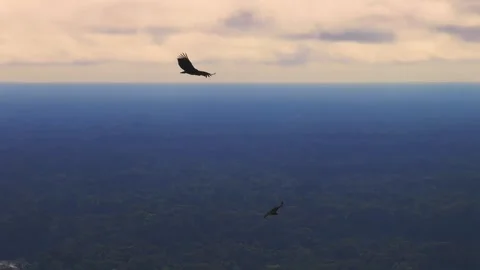 Black Vultures Flying Above Amazon Rainforest in Tambopata, Peru, Telephoto Stock Footage 314322482