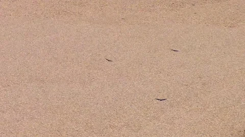 Black Vultures Flying Over Sandy Riverbank in Tambopata, Peru, Aerial Telephoto Stock Footage 314321666