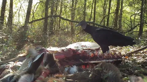 Black Vultures Stock Footage 44627785