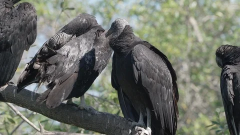 Black vultures get into a squabble on a tree in Orlando Florida Stock Footage 128754082