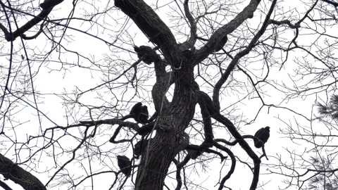 Black vultures perched low in tree branches Stock Footage 169257978