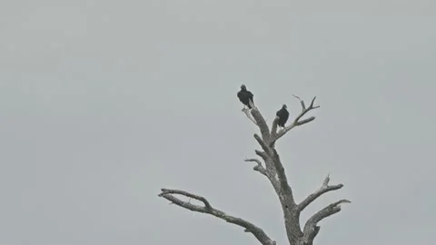 Black Vultures Perched In Tree 4k Stock Footage 205313450