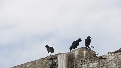 Black vultures perching and migrating dragonflies swarm passing by Video stock 118709949