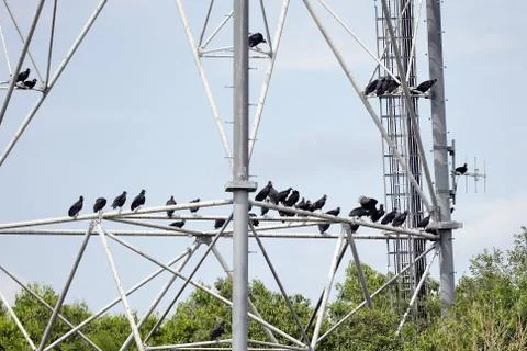 Black vultures Foto stock