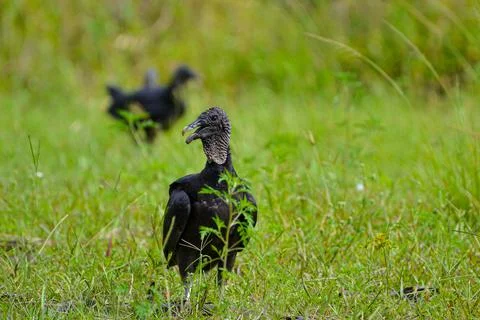 Black Vultures Foto stock