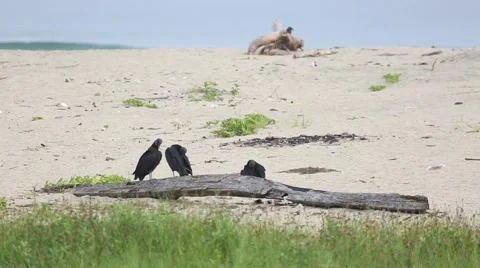 Black vultures sit on log on beach 動画素材 42150640