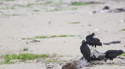 Black vultures sit on log on beach 動画素材 42150729