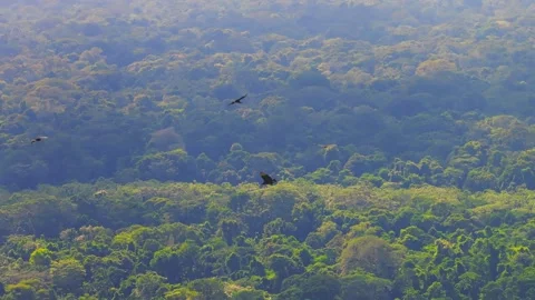 Black Vultures Soaring Above Amazon Rainforest in Tambopata, Peru, Telephoto 스톡 동영상 314322440