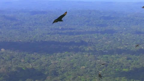 Black Vultures Soaring Above Amazon Rainforest Canopy in Tambopata, Peru, Stock Footage 314322693