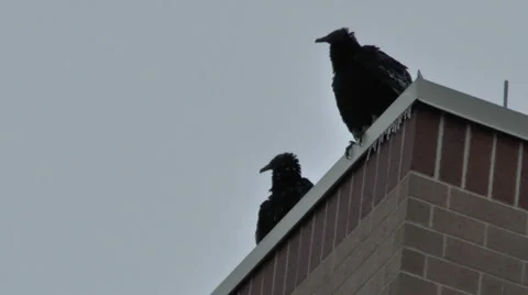 Black Vultures Try to Shake off the Cold Air Stock Footage 48585453