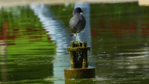 A black wading bird standing Stock Footage 272306651