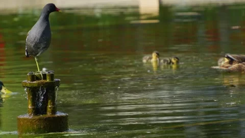 A black wading bird standing Stock Footage 272306726