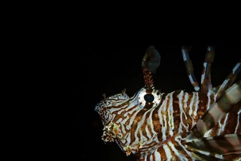 Black wallpapper of a lionfish Stock Photos