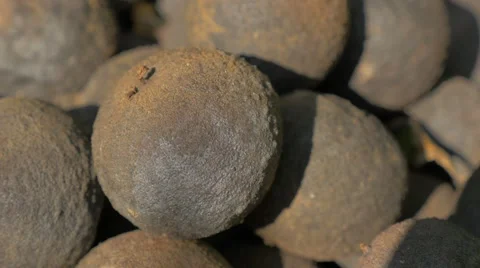 Black walnut  hulls 4K 2160p UHD video - Organic black walnut hulls  Stock Footage 51662887