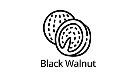 Black walnut icon animation Stock Footage 152643151