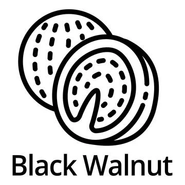 Black walnut icon, outline style Stock Illustration