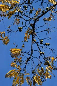 Black walnut Stock Photos