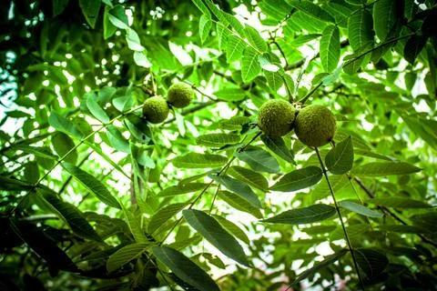Black Walnut Foto stock