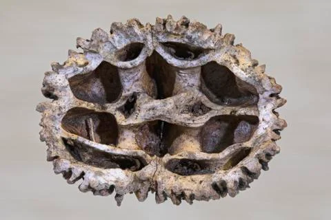 Black Walnut Shell Foto stock