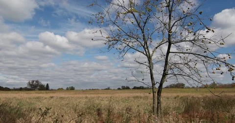 Black Walnut Tree in Field with Blue Sky &amp; Clouds, static shot 库存影片 66909455
