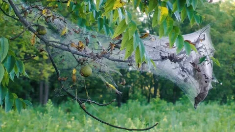 Black Walnut Tree Fruit and a Massive Spider Web Stock Footage 169365576