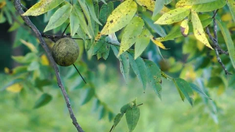 Black Walnut Tree Fruit Closeup Stock Footage 169365980