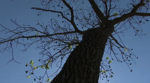 A black walnut tree silhouetted against blue sky, as camera zooms to nuts, 4K. Stock Footage 68768640