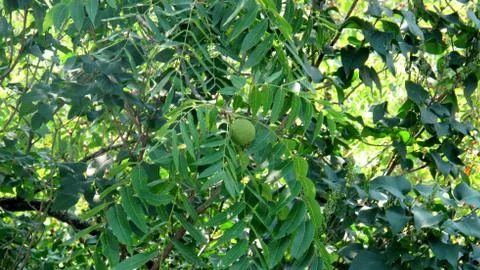 Black walnuts in tree Stock Photos