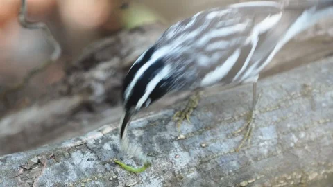 Black Warbler Stock Footage 107693621