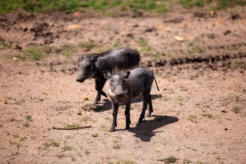 Black warthogs standing in a dirt field with a patch of lush green grass in the Stock Photos