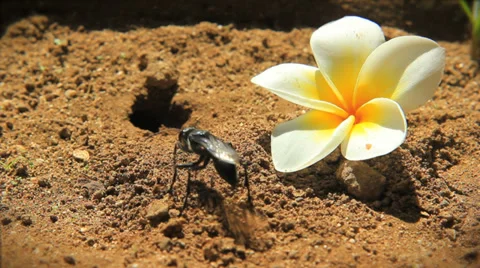 Black Wasp Burrowing into the Sand next to a fallen flower  Stock Footage 35881813