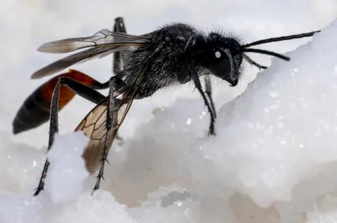 Black wasp extremely close up Stock Photos