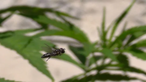 Black Wasp Flying Video stock 99065205