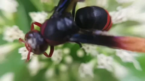 Black wasp Stock Footage 235817534