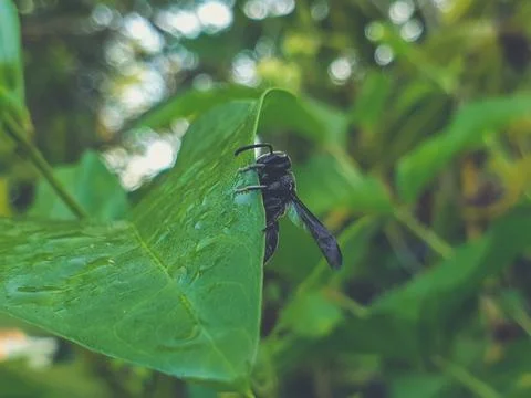 A black wasp perched on a dewy leaf in the morning. Stock Photos