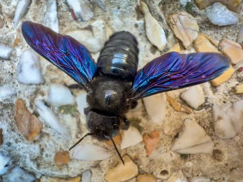 Black wasp Fotos Stock