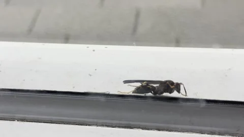 Black Wasp Resting on Window Frame Stock Footage 346076457