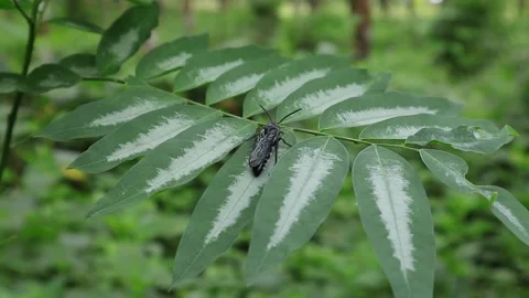 A black wasp rests on top of a star gooseberry leaf Video stock 166170319