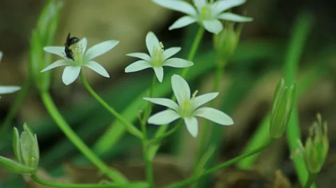 Black Wasp on a white flower Stock Footage 5133885