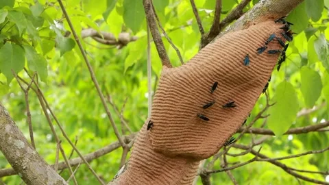 Black Wasps or Mud Dauber swarming around their nest or colony Video stock 289902027