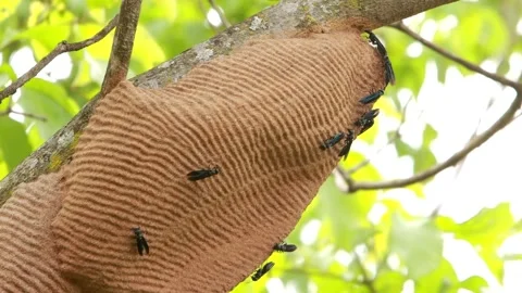 Black Wasps or Mud Dauber swarming around their nest or colony Stock Footage 289902210
